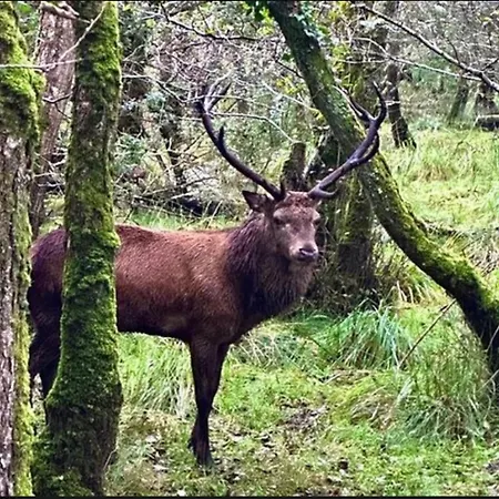 Διαμέρισμα Flesk River 22 Κιλάρνεϊ
