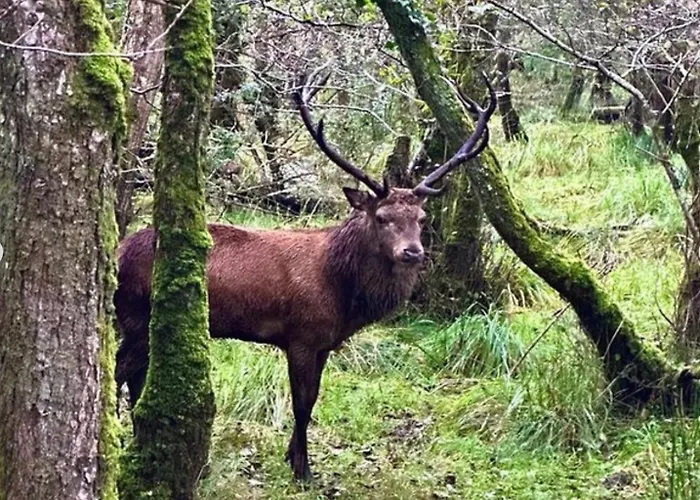 Apartment Flesk River 22 Killarney